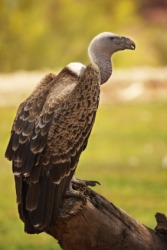 A griffon vulture. A griffon vulture.