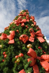 A beribboned Christmas tree. A beribboned Christmas tree.