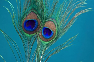 Peacock feathers against an aqua background. Peacock feathers against an aqua background.