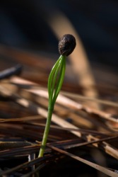 A seed begins to germinate. A seed begins to germinate.