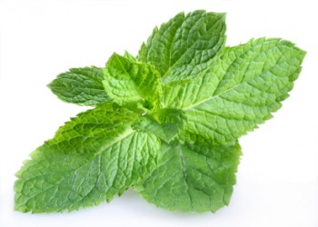 Leaves from the mint plant. Leaves from the mint plant.