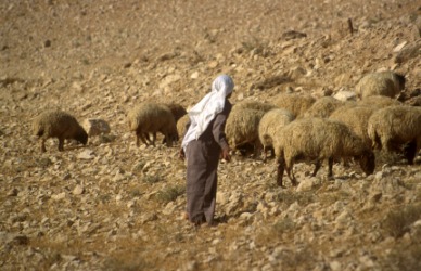 A pastoralist is one who herds animals. A pastoralist is one who herds animals.
