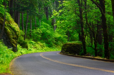 A road winds through the woods. A road winds through the woods.