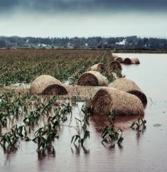 These ruined crops show the affects of a bad storm. These ruined crops show the affects of a bad storm.