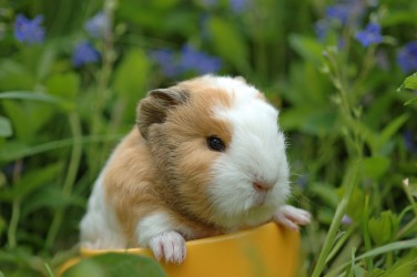 Guinea pigs are thought to be docile. Guinea pigs are thought to be docile.
