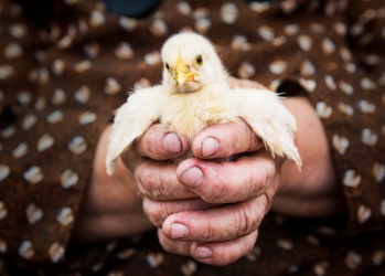 This little chick is very vulnerable. This little chick is very vulnerable.