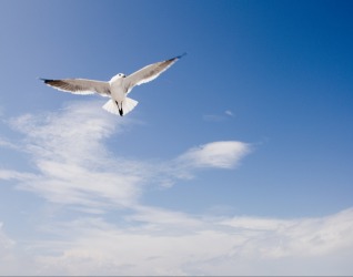 Inherent is a bird's ability to fly. Inherent is a bird's ability to fly.