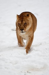 A lion approaches. A lion approaches.