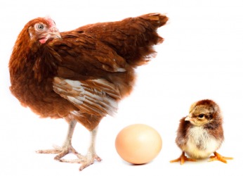 Which came first? It is an enigma. Which came first? It is an enigma.