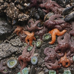 These creatures at the bottom of a tide pool are an example of benthos. These creatures at the bottom of a tide pool are an example of benthos.