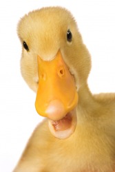 This duck has a bright yellow bill. This duck has a bright yellow bill.