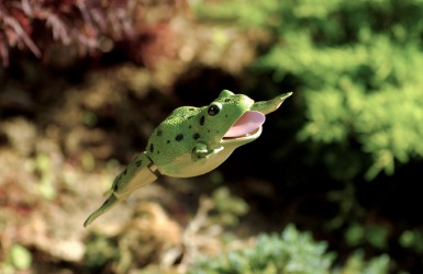A frog hops. A frog hops.