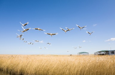 Ornithology is the study of birds. Ornithology is the study of birds.