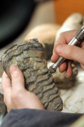 A paleontologist studies dinosaurs. A paleontologist studies dinosaurs.