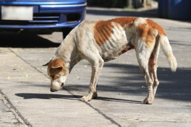 A poor scrawny dog. A poor scrawny dog.