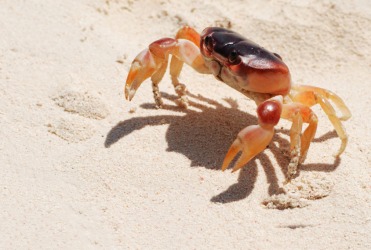 A crab on the beach. A crab on the beach.