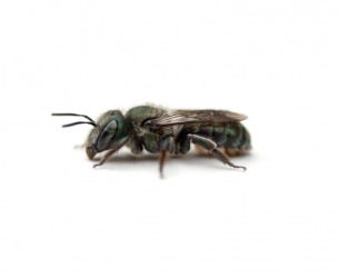 A close up of a sweat bee. A close up of a sweat bee.