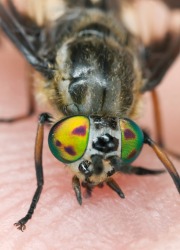 A close up of a deer fly. A close up of a deer fly.