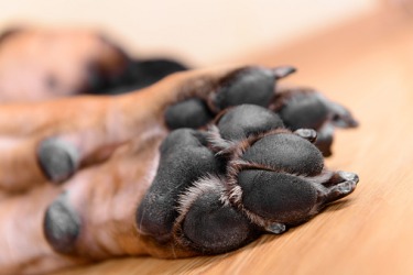 The underside of a dogs foot is called a pad. The underside of a dogs foot is called a pad.