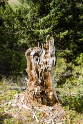 A pecky tree stump in the woods. A pecky tree stump in the woods.