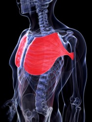 An illustration of the pectoral muscles. An illustration of the pectoral muscles.