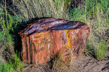 Petrified wood in Arizona's Petrified Forest. Petrified wood in Arizona's Petrified Forest.
