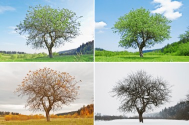 The photoset is an image of a tree in the Spring, Summer, Fall and Winter. The photoset is an image of a tree in the Spring, Summer, Fall and Winter.
