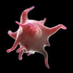 Activated blood platelet illustration. Activated blood platelet illustration.