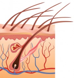 The piliferous layer of skin contains the hair follicles. The piliferous layer of skin contains the hair follicles.