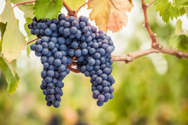 Pinot noir grapes on a vine. Pinot noir grapes on a vine.