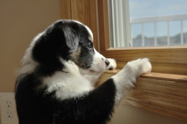 A puppy looking out of a window. A puppy looking out of a window.