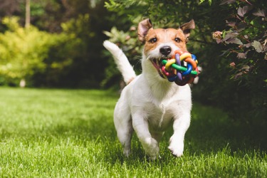 A playful dog fetching a ball. A playful dog fetching a ball.