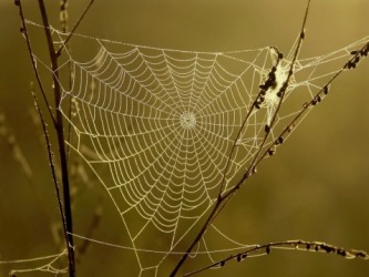 Spider web Spider web