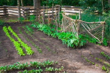 A garden on a plot of land. A garden on a plot of land.