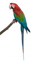 The vivid colors of a parrot's plumage actually acts as camouflage in it's natural habitat of the rainforest. The vivid colors of a parrot's plumage actually acts as camouflage in it's natural habitat of the rainforest.