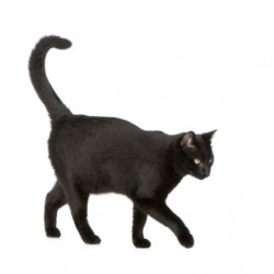 If you are a superstitious person, then a black cat crossing your path is portent of bad luck in your future. If you are a superstitious person, then a black cat crossing your path is portent of bad luck in your future.