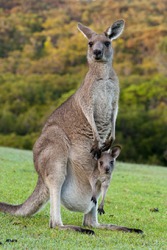 Kangaroo with a baby joey in her pouch. Kangaroo with a baby joey in her pouch.
