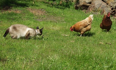 A cat preparing to pounce on chickens. A cat preparing to pounce on chickens.