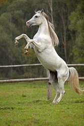 A horse prancing. A horse prancing.