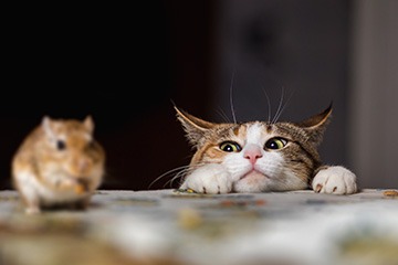 Willie the gerbil obliviously snacked on seeds as Tabitha the cat tried not to act on her natural instincts of predation. Willie the gerbil obliviously snacked on seeds as Tabitha the cat tried not to act on her natural instincts of predation.