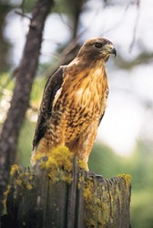 Red-tailed hawks are predatory birds that hunt small mammals such as mice, rabbits and ground squirrels. Red-tailed hawks are predatory birds that hunt small mammals such as mice, rabbits and ground squirrels.