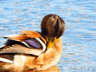 The duck is preening his feathers. The duck is preening his feathers.