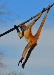 The prehensile qualities of a spider monkey's tail allow it to travel easily in the trees. The prehensile qualities of a spider monkey's tail allow it to travel easily in the trees.