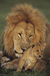 Male lion with cub on a preserve in the Masai Mara National Reserve, Kenya Male lion with cub on a preserve in the Masai Mara National Reserve, Kenya