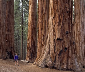 A hiker walking in the primeval forest of the Sequoia National Park, California. A hiker walking in the primeval forest of the Sequoia National Park, California.