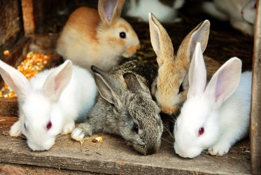 A proliferation of rabbits A proliferation of rabbits