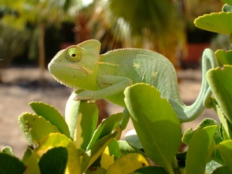 The chameleon's protean qualities allow it to blend into the foliage. Can you find it? The chameleon's protean qualities allow it to blend into the foliage. Can you find it?