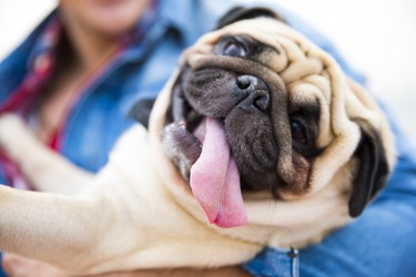 The pug's tongue is protruding from his mouth. The pug's tongue is protruding from his mouth.