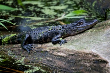 An alligator at rest. An alligator at rest.