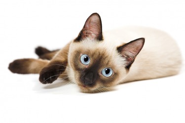She had her heart set on adopting a purebred Siamese kitten. She had her heart set on adopting a purebred Siamese kitten.